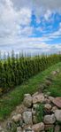 Thuja Smaragd 