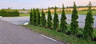 Thuja Smaragd 