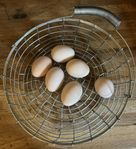 kyckling ägg