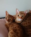Ocicat -fodervärd 