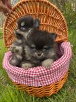 Pomeranian valpar
