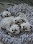 Ragdoll/Birma kattungar