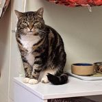 Omplacering 2 katter