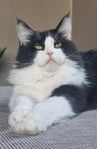 Maincoon/Ragdoll 