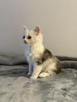 kattungar