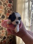 shih tzu/lhasa apso valpar