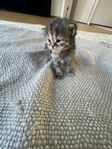 kattungar 