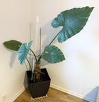 monstera grön