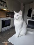 Akut omplacering -Kastrerad hane 3 år, ragdollblandning