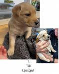 Valpar Golden Retriever/Working kelpie