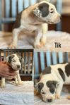 American Bully XL Valpar