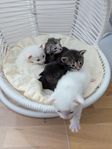 Norsk skogskatt kattungar 
