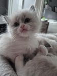 ragdoll kattunge