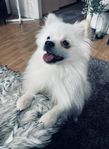 omplacering hund 