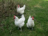 Poule de Bresse grupp 3 höns + tupp
