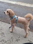 en 3 årig blandras hund