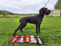 Jakthund, Allrund jagande vorsteher.  valpar