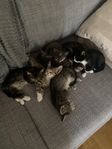kattungar 
