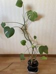 monstera växt 