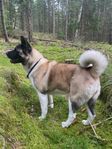 Renrasig Akita med Stamtavla 