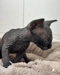 sphynx
