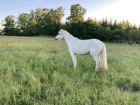 Underbar D-ponny dressyrponny 
