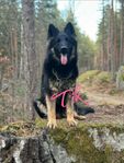 Långhårig schäfer 