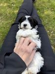 Underbara Havaton-valpar söker kärleksfulla hem