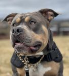 Avelshane American Bully 