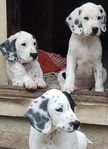 Dalmatin/Engelsk Pointer Valpar