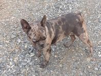 Fransk bulldog
