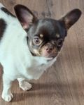 Chihuahua tik