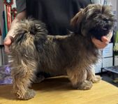Lhasa Apso Valp