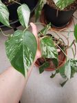 Monstera variegata sticklingar krukväxt växt varierad