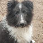 Svart & vit Shetland sheepdog, Hane