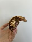 röd ögonfransgecko hona