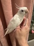 Albino numparakiter