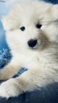 Samojed, valp m stamtavla 