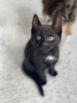 Kattungar