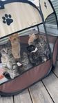 Kattungar söker kärleksfullt hem!