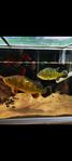 cichla ocellaris