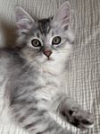 Sibirisk katt (hona)