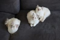 Ragdoll Kattungar 3 st Honor Leveransklara