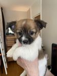 chihuhua/pomchi valpar