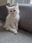 Maine coon kattunge