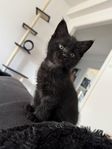 Kattunge