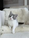 ragdoll blandis kattunge