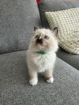 Ragdoll kattungar med stamtavla i Sverak