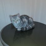 kattungar brittisk korthår 