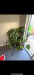 inomhus planta 